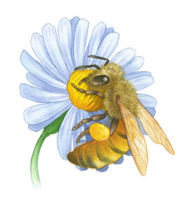 Honeybee Facts: Learn About a Busy, Buzzing Beneficial Insect Image